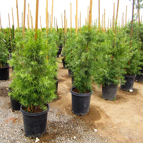 fern-pine-podocarpus-gracilior