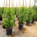 fern-pine-podocarpus-gracilior