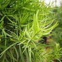 fern-pine-podocarpus-gracilior
