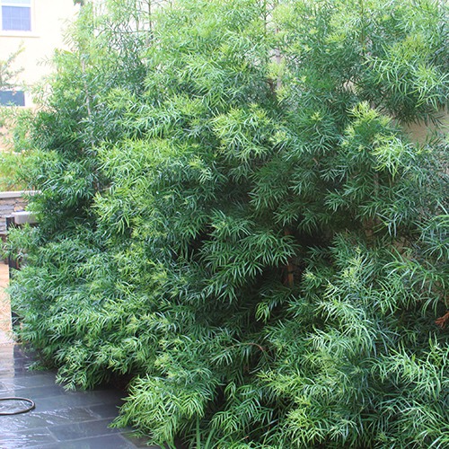 fern-pine-podocarpus-gracilior