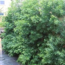 fern-pine-podocarpus-gracilior