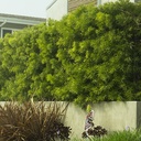 fern-pine-podocarpus-gracilior