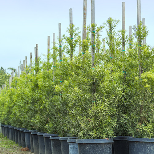 fern-pine-podocarpus-gracilior