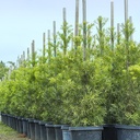 fern-pine-podocarpus-gracilior