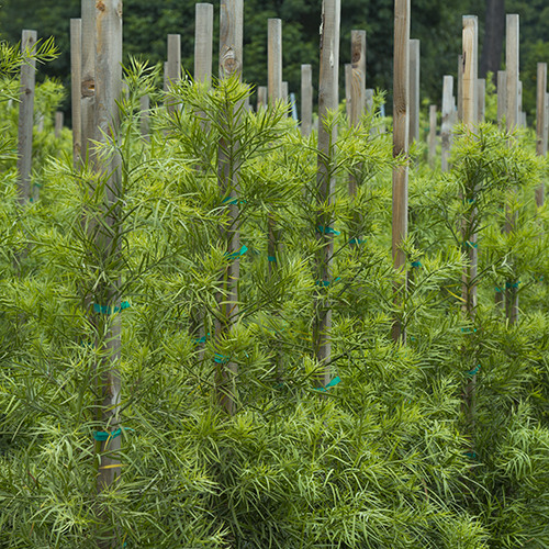 fern-pine-podocarpus-gracilior