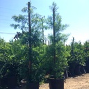 fern-pine-podocarpus-gracilior