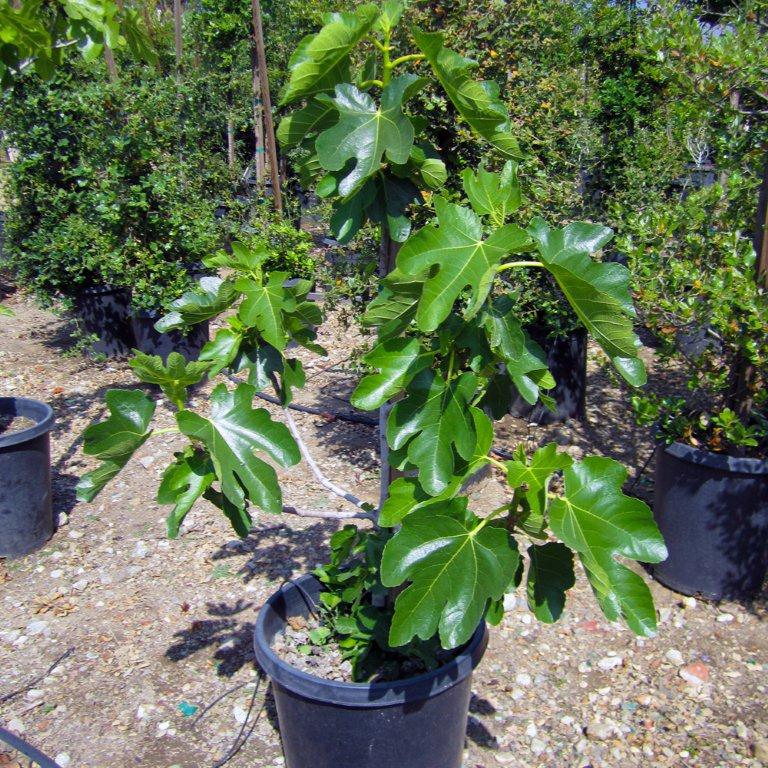Black Mission Fig - Ficus carica 'Mission'