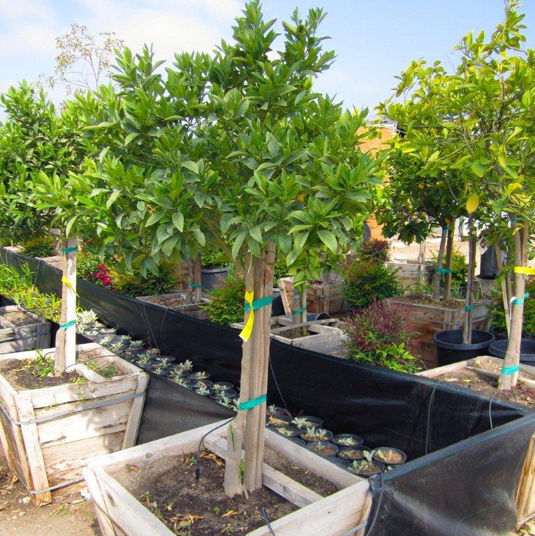 Nagami Kumquat - Fortunella margarita 'Nagami'