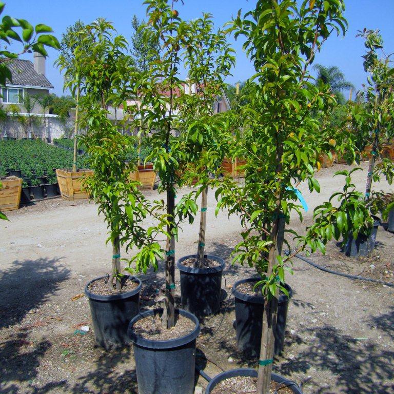 desert-gold-peach-prunus-persica-desert-gold