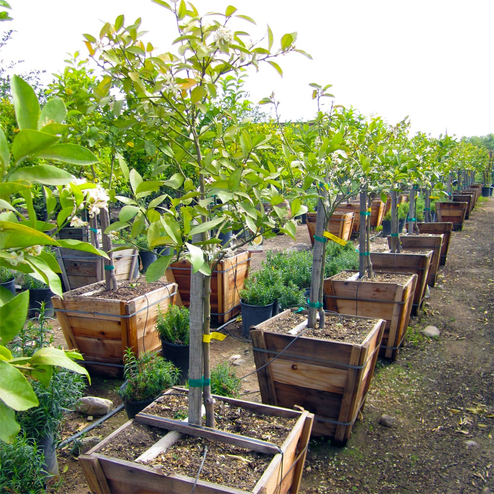 meyer-lemon-tree-semi-dwarf-citrus-x-meyeri-meyer