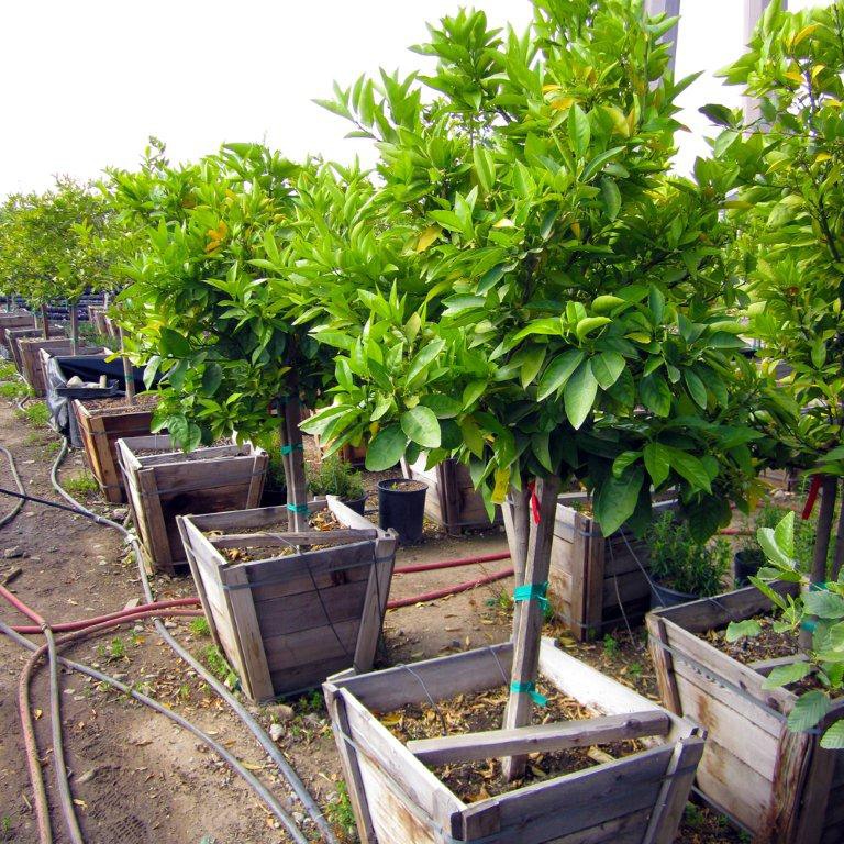 Rio Red Grapefruit Tree - Citrus x paradisi 'Rio Red'