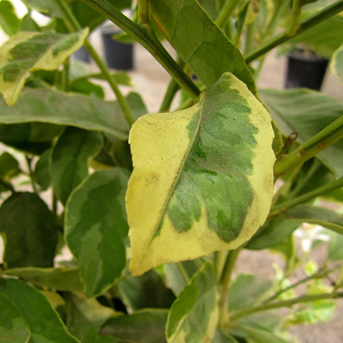 Pink Lemonade Lemon - Citrus limon 'Pink Lemonade'