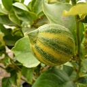 pink-lemonade-lemon-citrus-limon-pink-lemonade