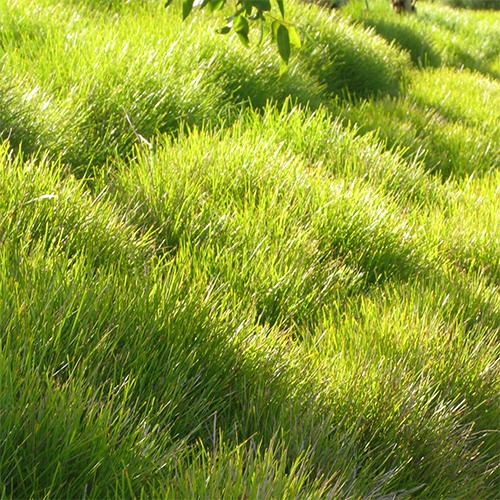 Dwarf Mat Rush - Lomandra longifolia 'Breeze'
