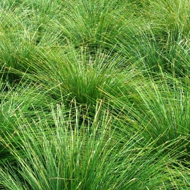 dwarf-mat-rush-lomandra-longifolia-breeze