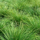 dwarf-mat-rush-lomandra-longifolia-breeze