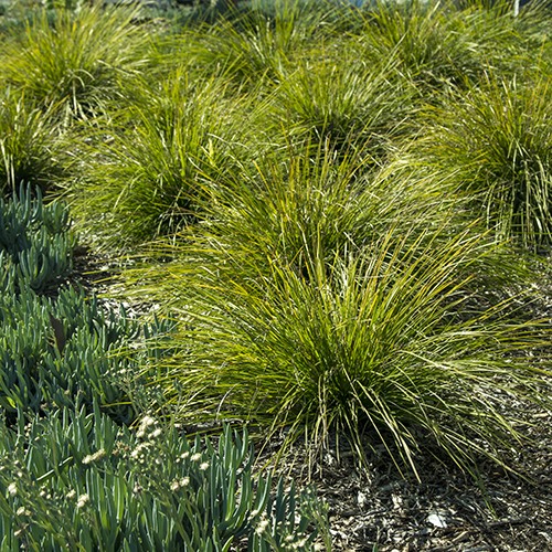Dwarf Mat Rush - Lomandra longifolia 'Breeze'