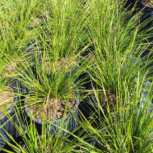 dwarf-mat-rush-lomandra-longifolia-breeze