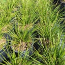 dwarf-mat-rush-lomandra-longifolia-breeze