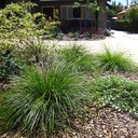 dwarf-mat-rush-lomandra-longifolia-breeze