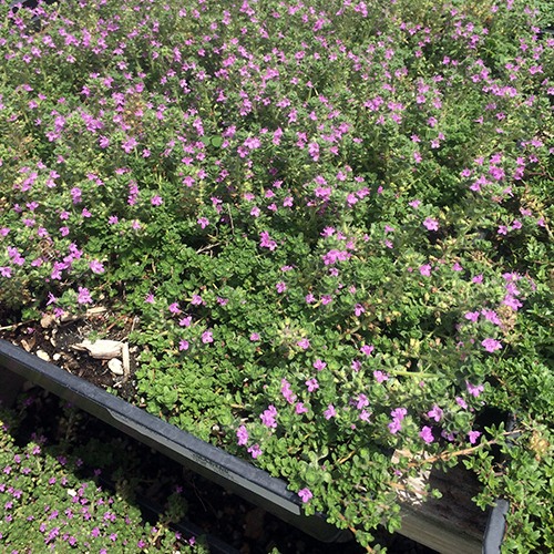Creeping Thyme - Thymus serpyllum