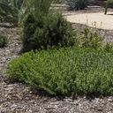 creeping-thyme-thymus-serpyllum