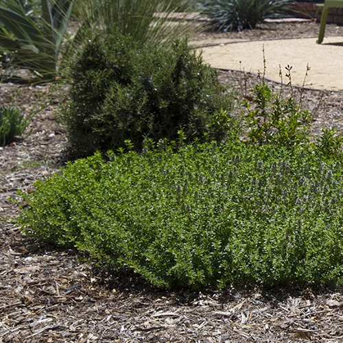 Creeping Thyme - Thymus serpyllum