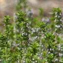 creeping-thyme-thymus-serpyllum