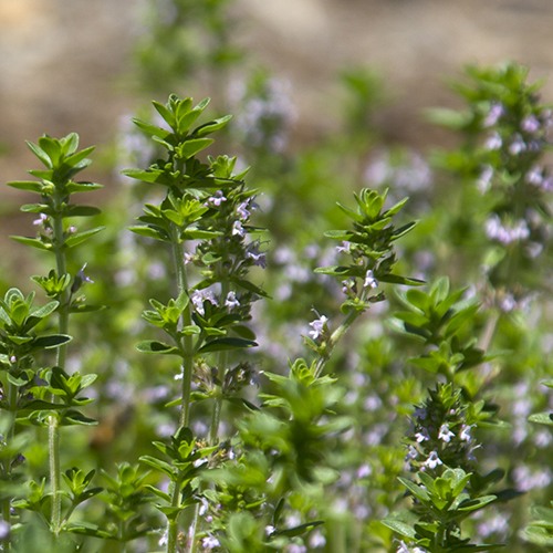 Creeping Thyme - Thymus serpyllum