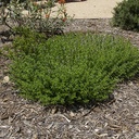 creeping-thyme-thymus-serpyllum