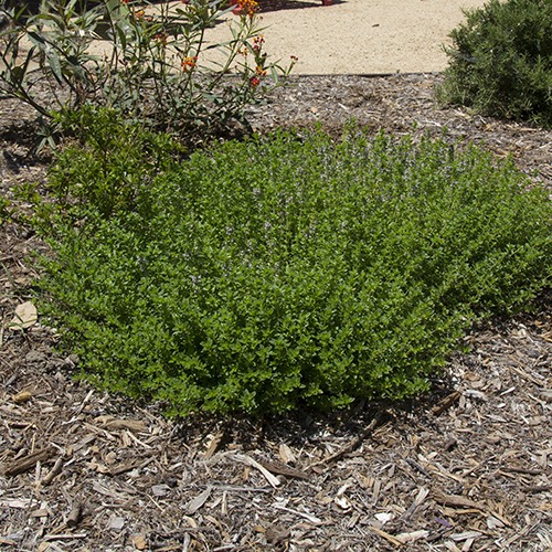 Creeping Thyme - Thymus serpyllum