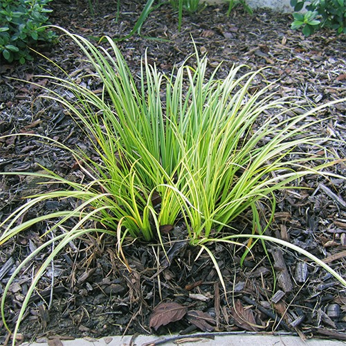 Japanese Sweet Flag - Acorus gramineus 'Ogon'