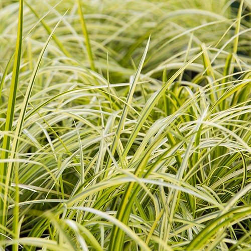 Japanese Sweet Flag - Acorus gramineus 'Ogon'
