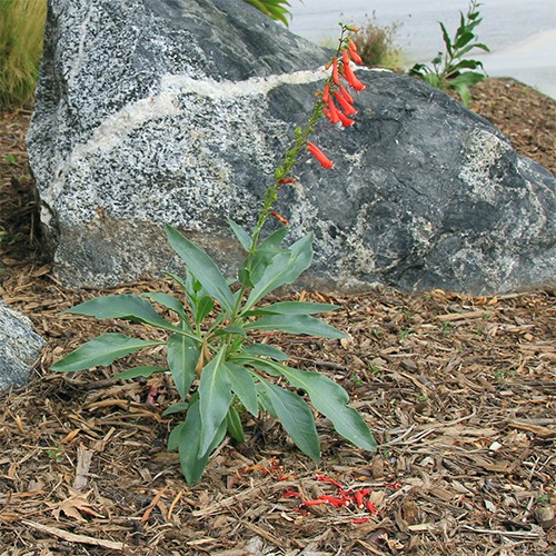 firecracker-penstemon-penstemon-eatonii