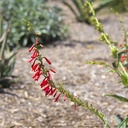 firecracker-penstemon-penstemon-eatonii