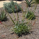 firecracker-penstemon-penstemon-eatonii