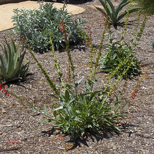 Firecracker Penstemon - Penstemon eatonii