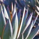 blue-glow-agave-agave-blue-glow