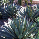 blue-glow-agave-agave-blue-glow