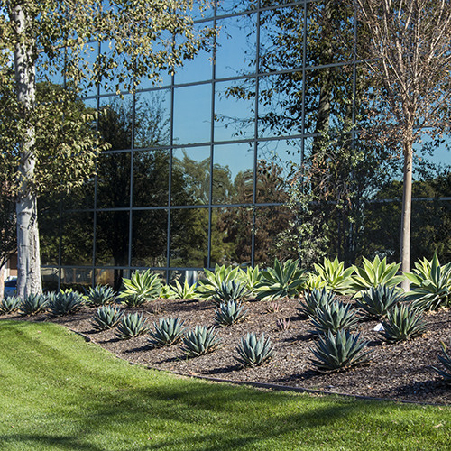 Blue Glow Agave - Agave 'Blue Glow'