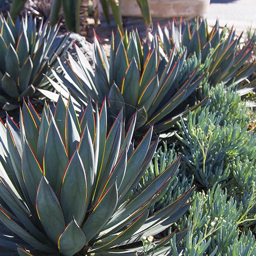 blue-glow-agave-agave-blue-glow