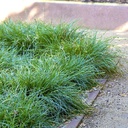 berkeley-sedge-carex-divulsa