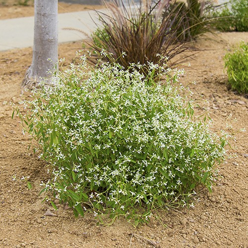 diamond-frost-spurge-euphorbia-hypericifolia-diamond-frost