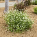 diamond-frost-spurge-euphorbia-hypericifolia-diamond-frost