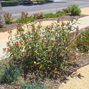 tropical-milkweed-asclepias-curassavica