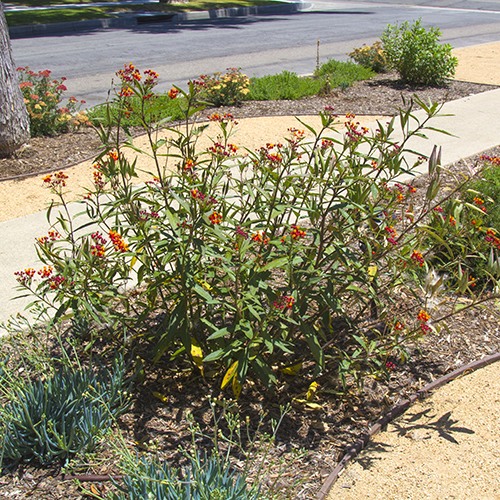 Tropical Milkweed - Asclepias curassavica