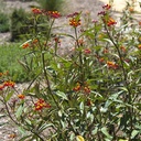 tropical-milkweed-asclepias-curassavica
