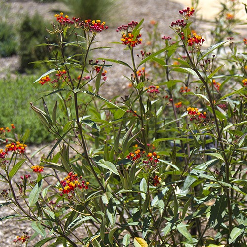 Tropical Milkweed - Asclepias curassavica