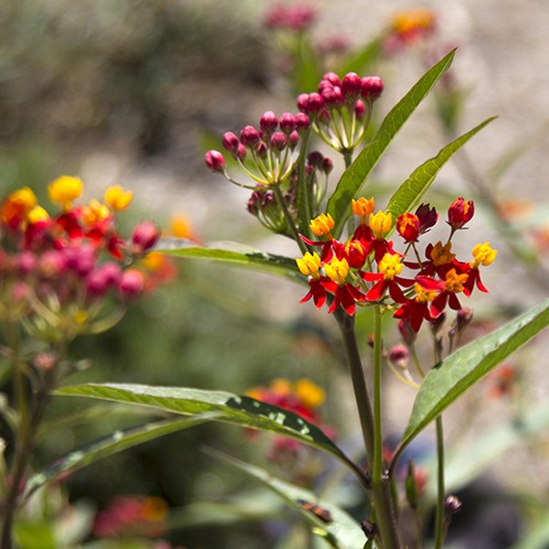 tropical-milkweed-asclepias-curassavica