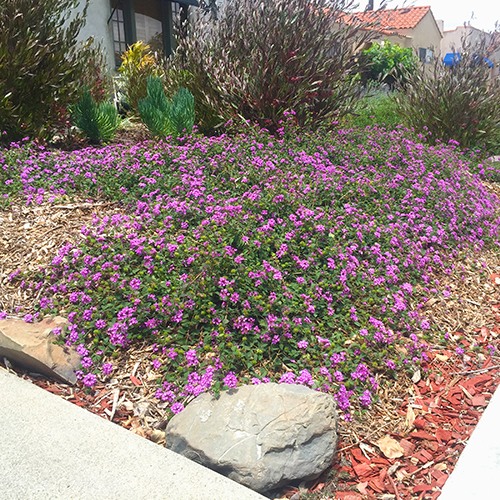 purple-trailing-lantana-lantana-montevidensis